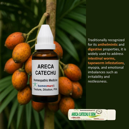 know the benefits of Areca Catechu, also known as Areca, Betel Nut, or Areca Catechu e Seminibus, is a potent homeopathic remedy prepared from the seed of the Areca palm tree