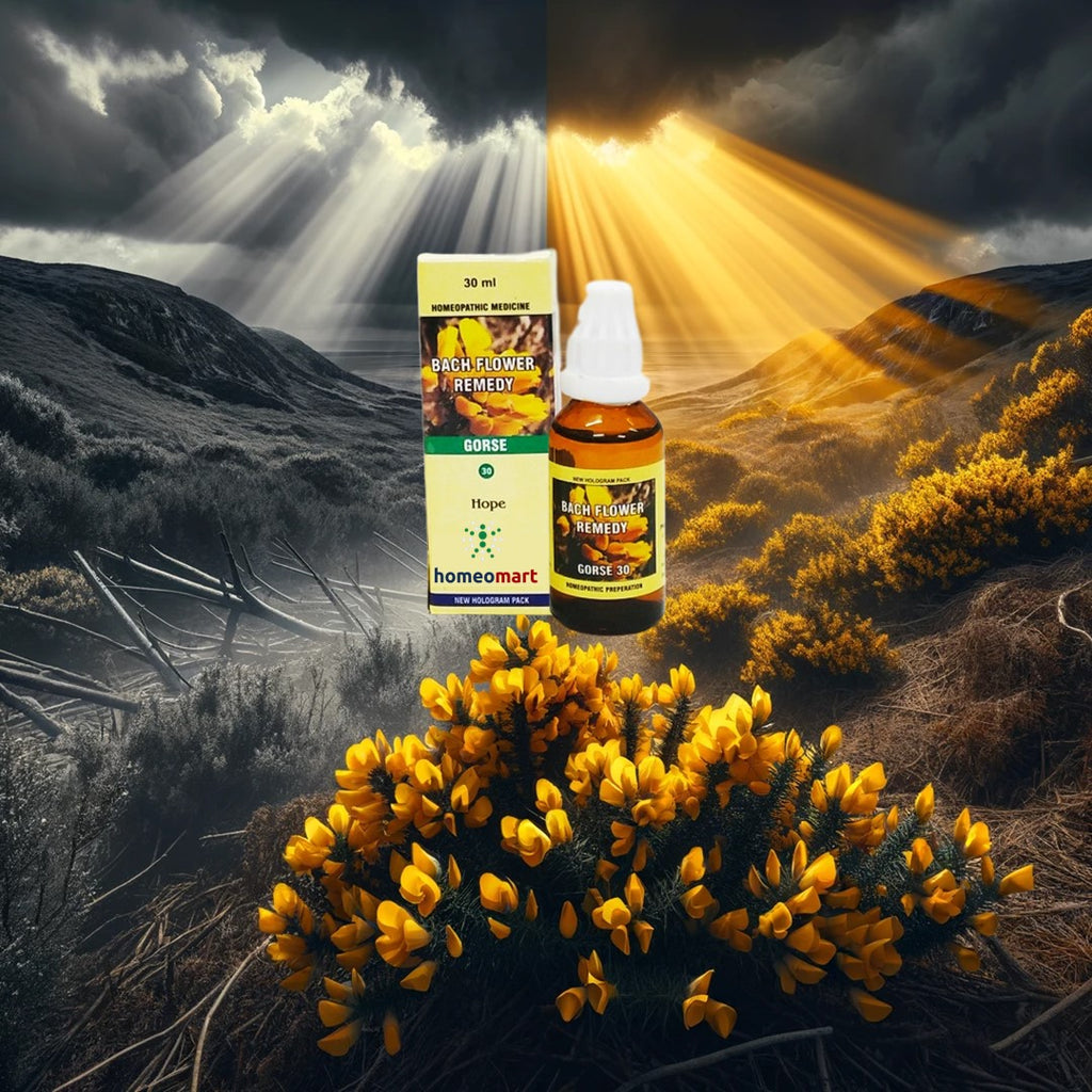 bach flower remedy for Helplessness and Hopelessness: Gorse