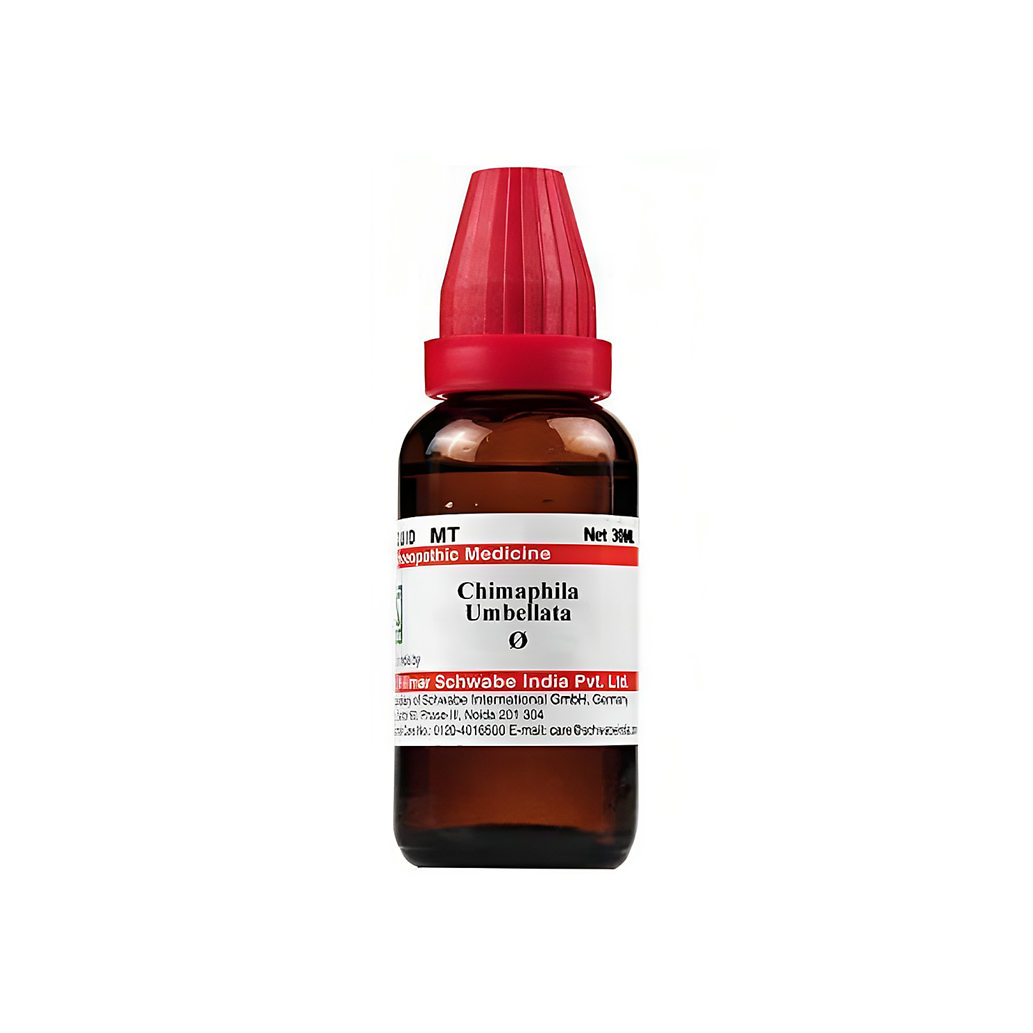 Chimaphila Umbellata Homeopathy Mother Tincture