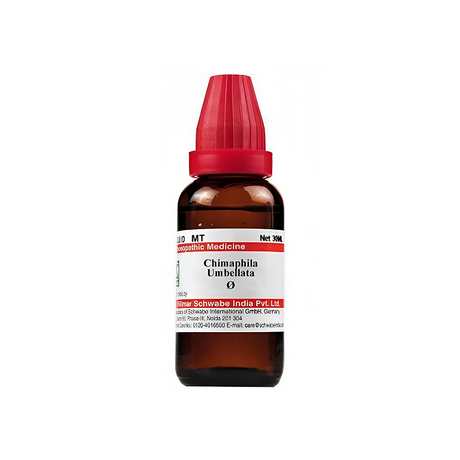 Chimaphila Umbellata Homeopathy Mother Tincture
