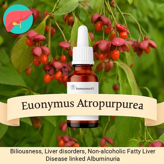 Bottle of Euonymus Atropurpurea homeopathic remedy with plant in the background highlighting benefits