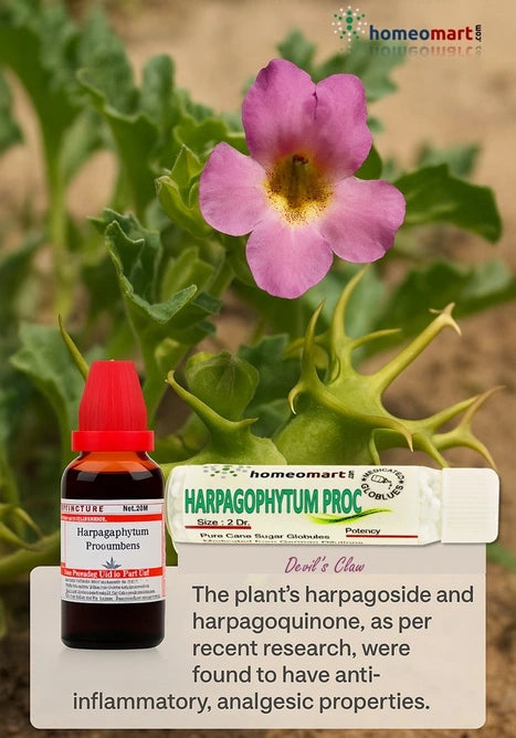 health benefits of Devil’s Claw plant in drops and pills in homeopathy