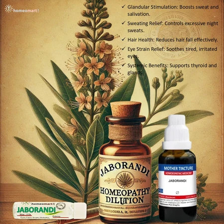 Jaborandi (Pilocarpus) health benefits in homeopathy