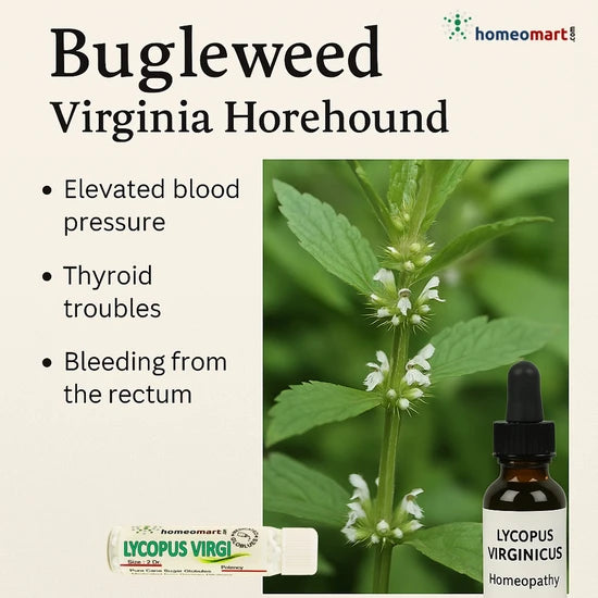 Bugleweed lowers blood pressure, strengthens cardiac rhythm, and manages hemorrhagic conditions. Its stabilizing effect on the heart and circulatory system makes it a key remedy for palpitations, cardiac anxiety, and related symptoms.