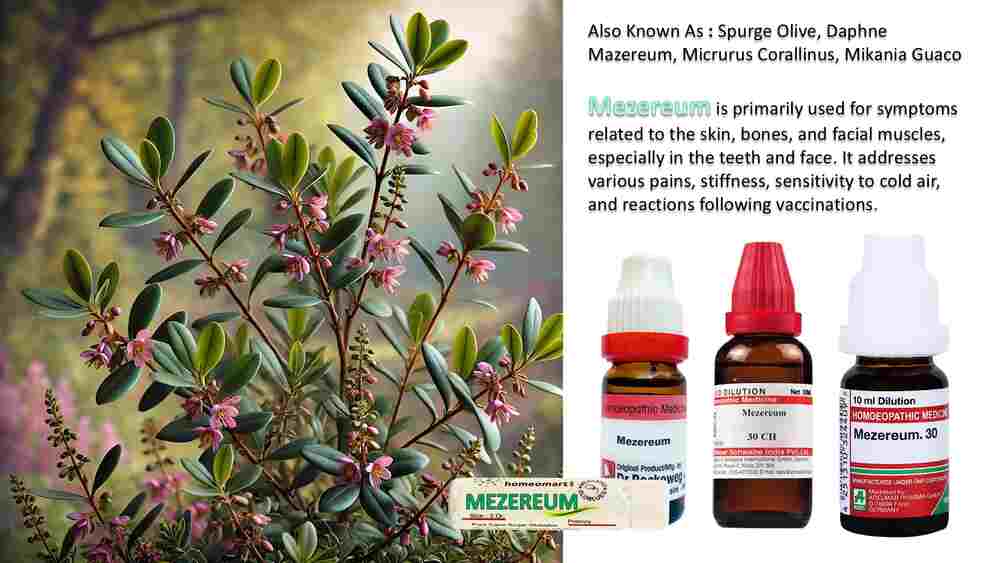 Mezereum homeopathy uses and benefits