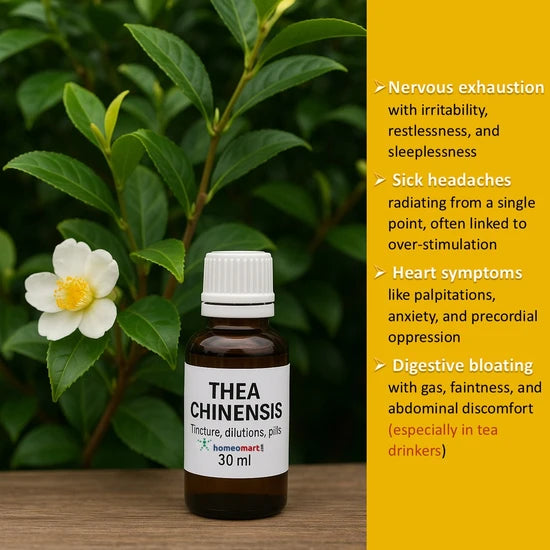 Thea Sinensis, this remedy is derived from the tea plant and holds significant value in homeopathy—especially for treating sick headaches, nervous disturbances, and sleep disorders