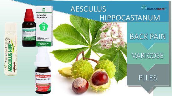Aesculus Hippocastanum Homoeopathy USes Benefits