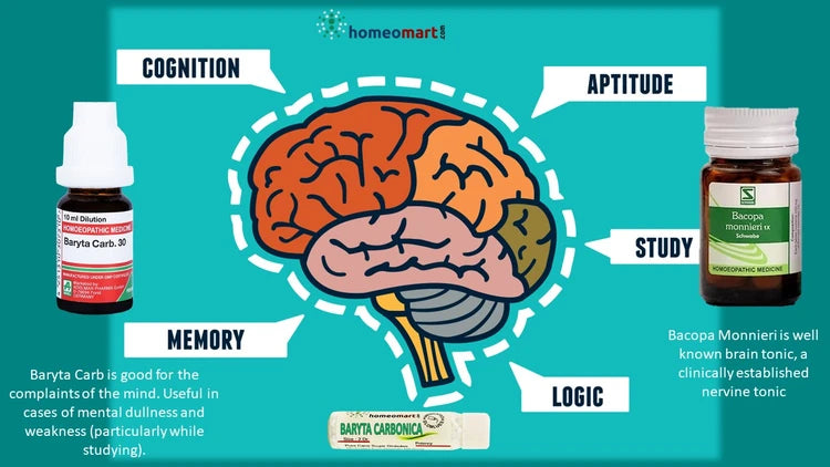 Illustration of a brain with cognitive functions labeled, featuring homeopathy baryta carb on a teal background.