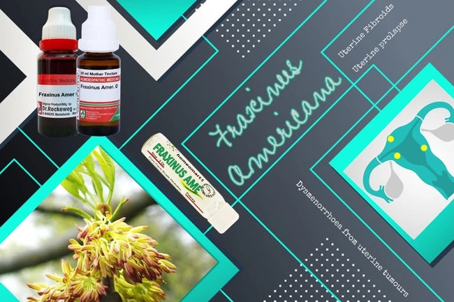 Two bottles of Fraxinus Americana extract on a graphic background with botanical images and text.