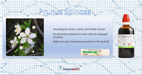 Prunus Spinosa Homeopathy medicine indications benefits