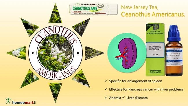 infographic for Ceanothus Americanus with product packaging and text on a yellow background