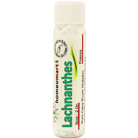 a 2 dram bottle of Lachnanthes Tinctoria Homeopathy Medicated Pills