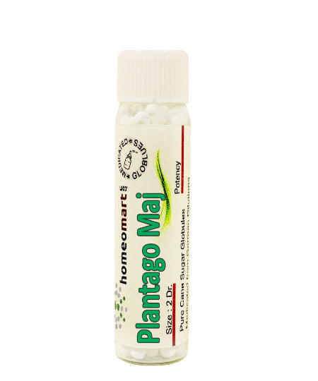 Plantago Major Homeopathy medicated Pills medicine