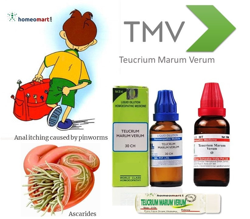 Teucrium Marum Verum Homeopathy Mother Tincture Q for intestinal worms, ascarides