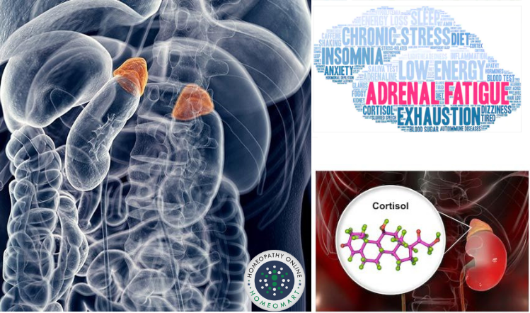 Meet Mr. Adrenal Gland - your very own mini chemical plant