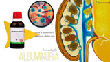Homeopathic remedy bottle labeled 'Albuminuria' with anatomical illustration showing high content of urine protein