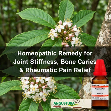 Angustura Vera homeopathy uses for rheumatic stiffness, bone caries, walking difficulty, muscle spasms, and digestive issues