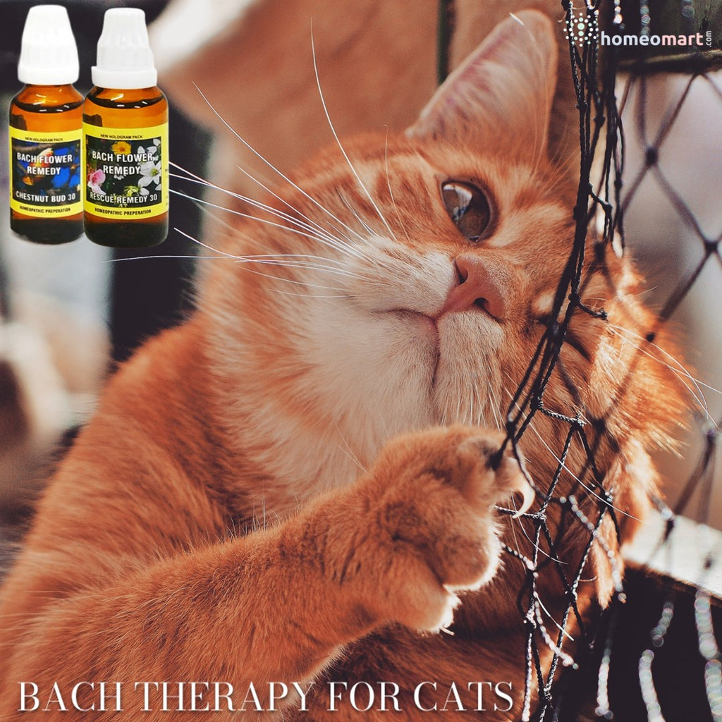 Bach flower mix for cats that are aggressive, fearful or depressed