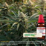 image of indian hemp with bottle and pill of homeopathy cannabis indica