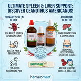 Ceanothus Americanus for enlarged spleen, Ceanothus Q for splenomegaly, homeopathy for enlarged spleen, Ceanothus for spleen pain, Ceanothus for left sided abdominal pain, Ceanothus for spleen tenderness, Ceanothus Americanus for liver complaints, Ceanothus for liver congestion, Ceanothus for abdominal distension,
