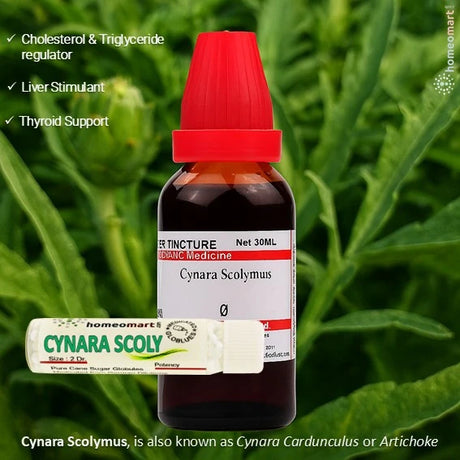 Bottle of Cynara Scolymus tincture with red cap on a green leafy background with uses benefits text