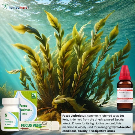 Fucus Vesiculosus, commonly referred to as Sea Kelp, is derived from the dried seaweed Bladder Wrack. Known for its high iodine content, this medicine is widely used for managing thyroid-related conditions, obesity, and digestive issues