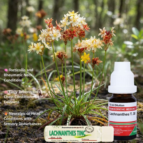 Bottle of Lachnanthes Tinc pills and homeopathy dilution with spirit weed   plant in natural setting