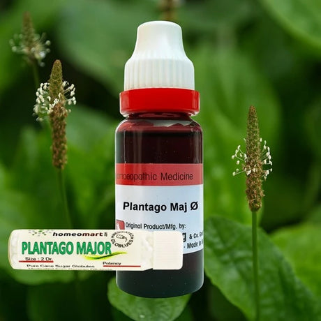 Homeopathic medicine bottle labeled 'Plantago Maj' with plantain flowers and leaves in the background.