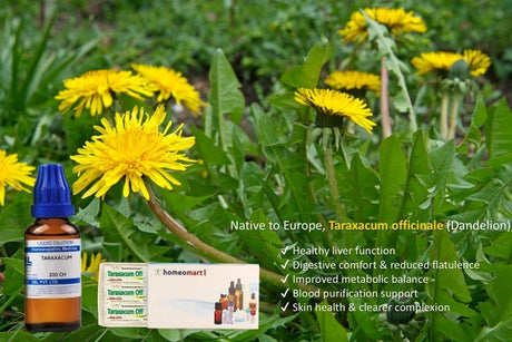 image of a dandelion with botlle and pills of taraxacum officinale with benefits