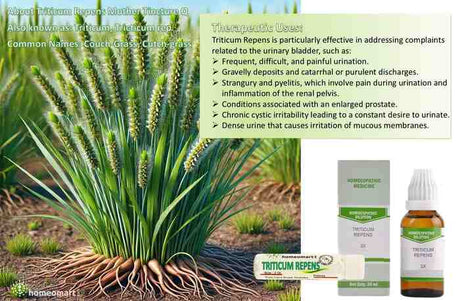 Triticum Repens homeopathic uses indications benefits 