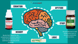 Illustration of a brain with cognitive functions labeled, featuring homeopathy baryta carb on a teal background.