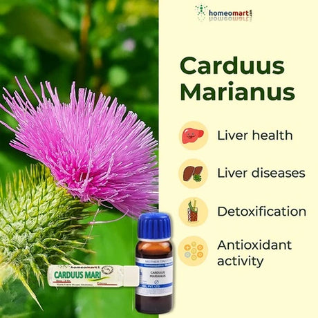 Carduus Marianus herb with a bottle and its benefits on a green background
