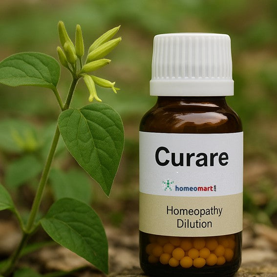 Curare is a powerful homeopathic remedy known for its action on&nbsp;muscular paralysis, nerve weakness, and cramping pain, especially in conditions involving sciatica, respiratory difficulty, and neuromuscular fatigue. 