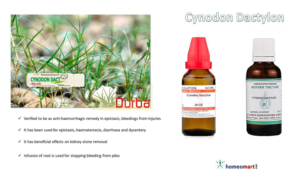 Cynodon Dactylon indications, uses, health benefits