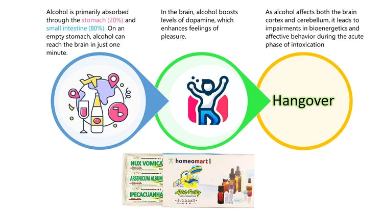 Educational infographic about alcohol absorption, brain effects, and hangover symptoms with a homeopathic product advertisement.