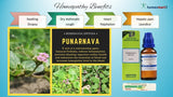 Boerhaavia Diffusa homeopathy uses, Punarnava medicine benefits in homeopathy