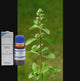 short video of a Origanum Majorana plant with medicine bottle highlighting benefits