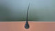 Video showing close up of a hair follicle and a drop of hair serum flowing through its root and shaft and enriching it