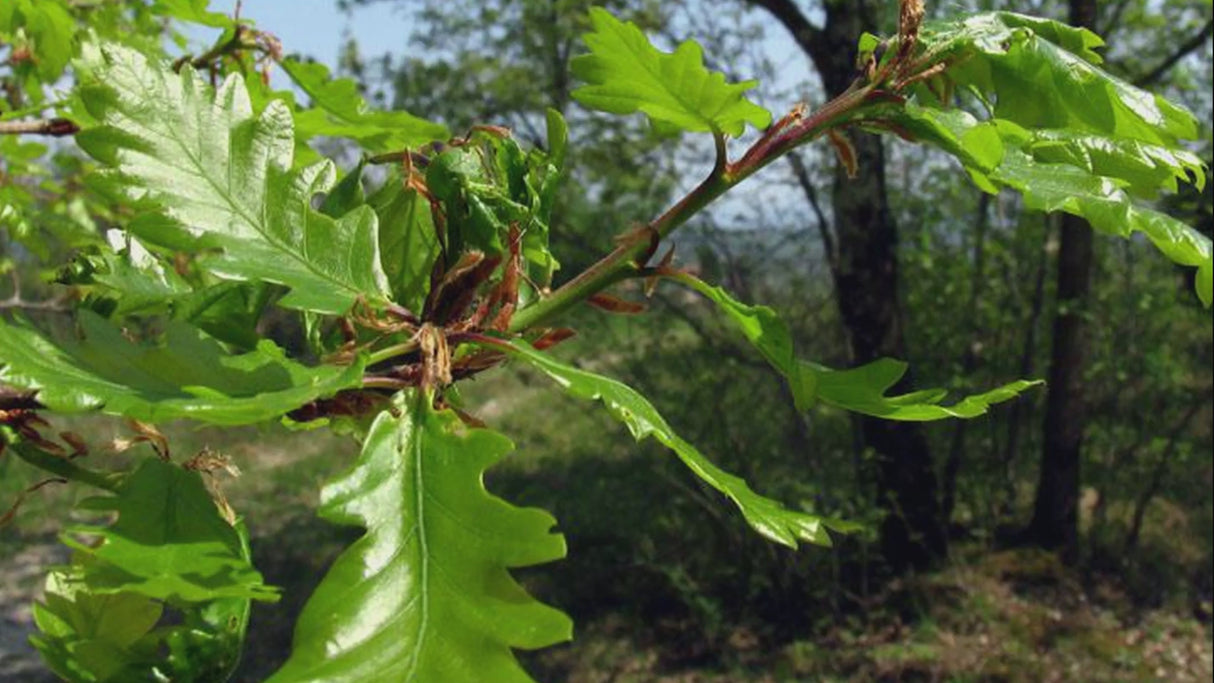 short video showing Quercus Robur plant with medicine bottle highlighting its deaddiction benefits