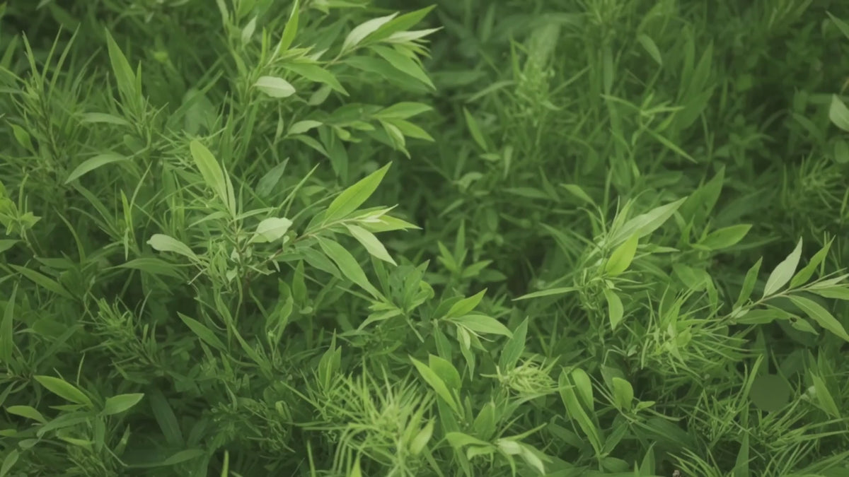 Absinthium homeopathy uses, benefit