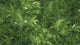 Absinthium homeopathy uses, benefit