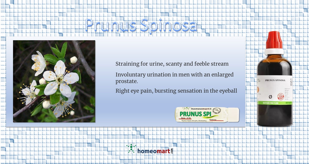 Prunus Spinosa Homeopathy medicine indications benefits 