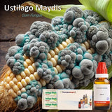Corn with Ustilago Maydis fungus and Homeomart homeopathy product packaging.