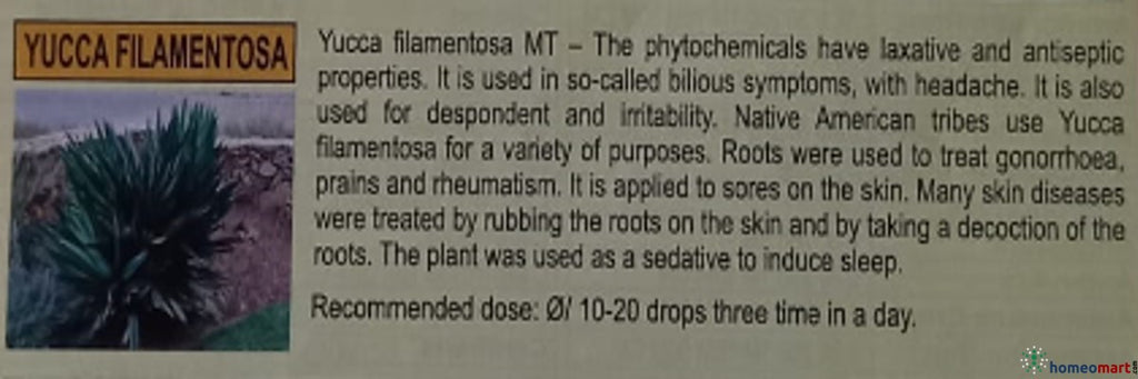 German Yucca Filamentosa Homeopathy Mother Tincture Q