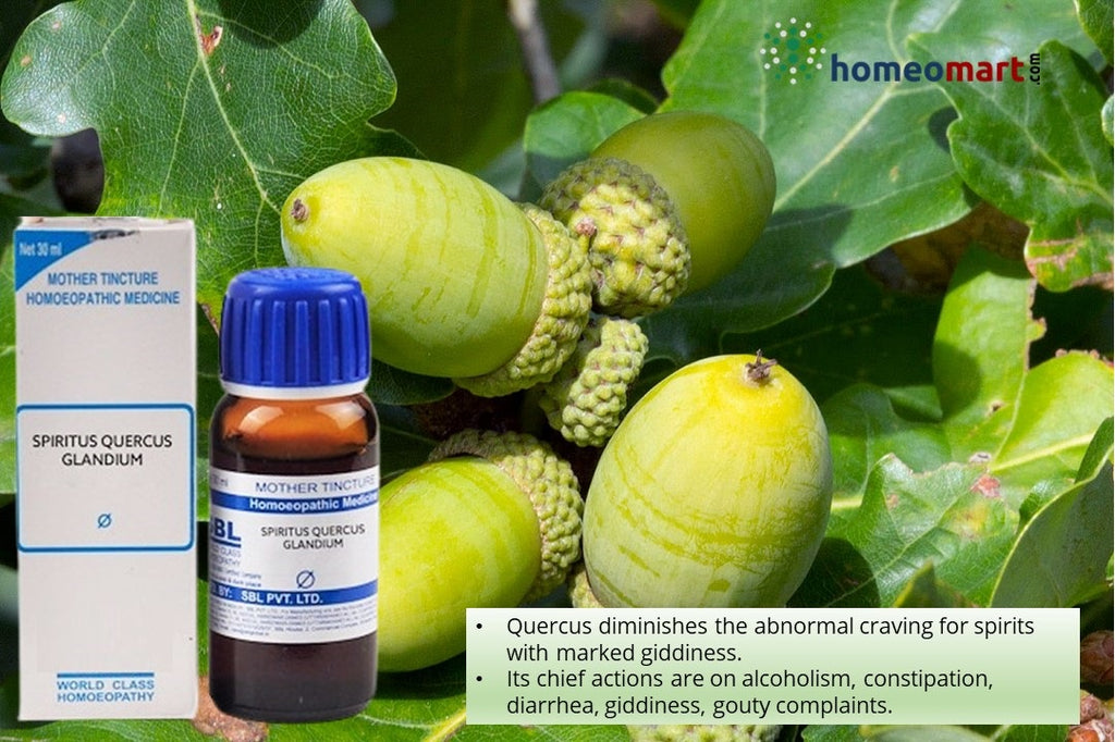 Quercus Glandium Spiritus Homeopathy Mother Tincture uses benefits