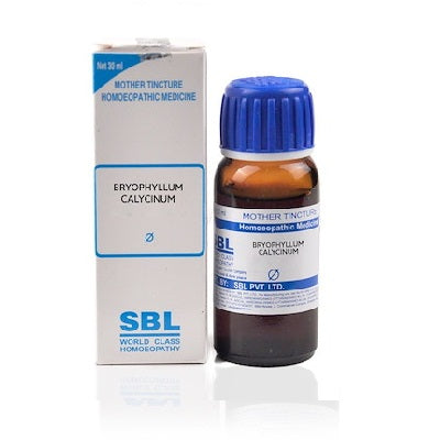 SBL Bryophyllum Calycinum Homeopathy Mother Tincture Q