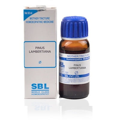 SBL Pinus Lambertiana Homeopathy Mother Tincture Q