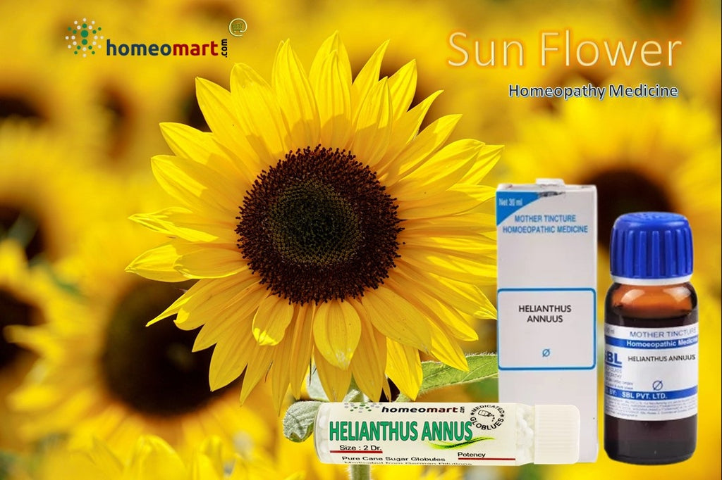 Helianthus Annuus (sunflower) Homeopathy Mother Tincture  uses benefits dosage side effects