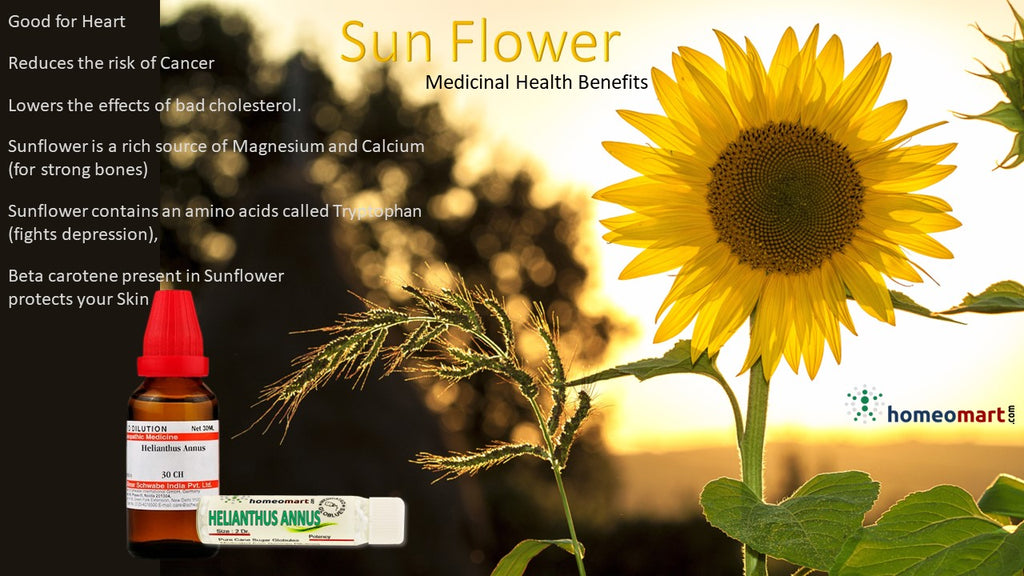 Medicinal uses of sunflower