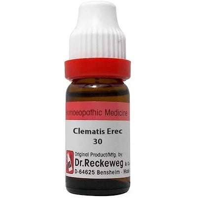 Clematis Erecta, Clematis Erecta dilution, German Clematis Erecta, Clematis Erecta homeopathic medicine, Clematis Erecta homeopathic dilution, Clematis Erecta drops, buy Clematis Erecta online, Dr Reckeweg Clematis Erecta, Adel Clematis Erecta, Schwabe Clematis Erecta